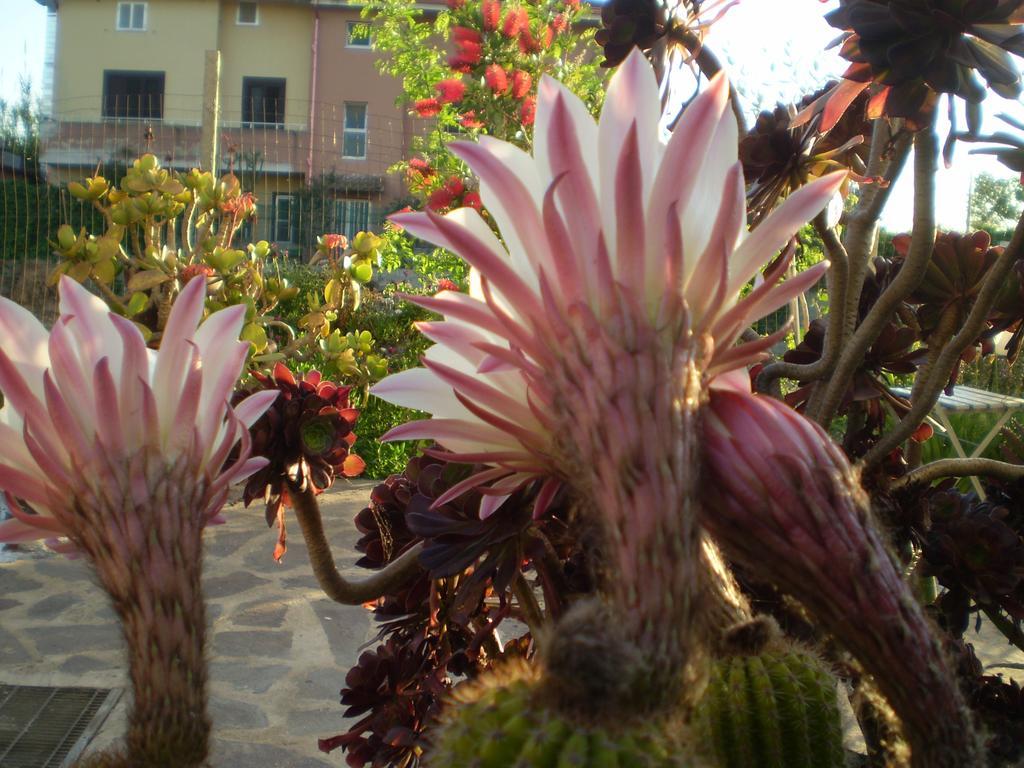 Bed and Breakfast Il Giardino Di Emilio Marrubiu Экстерьер фото