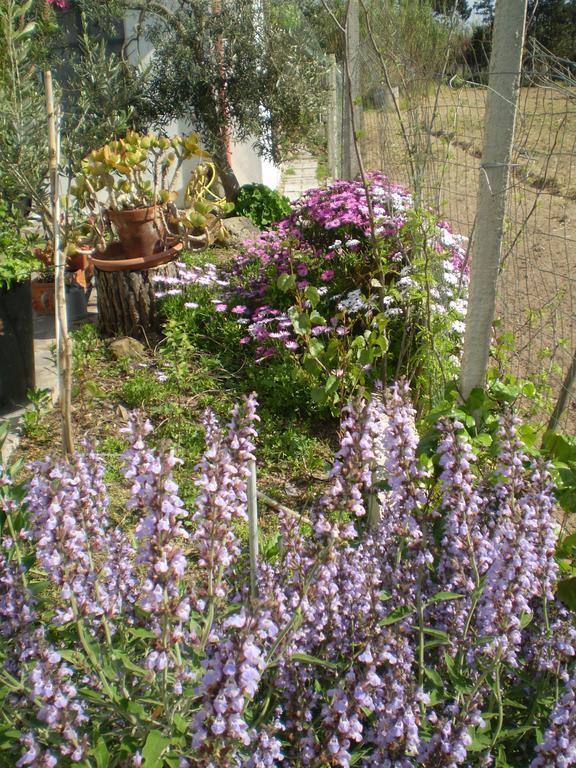 Bed and Breakfast Il Giardino Di Emilio Marrubiu Номер фото